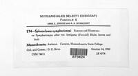 Sphaceloma symphoricarpi image